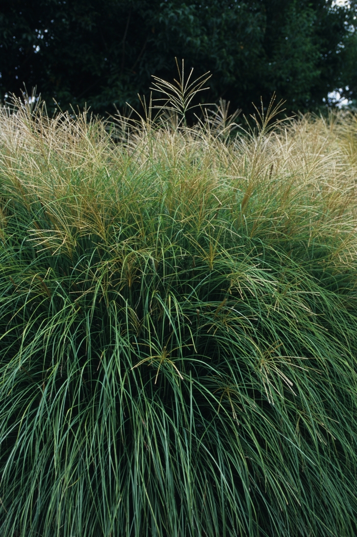 MAIDEN GRASS 'Yaka Jima' - Miscanthus sinensis from Agway of Cape Cod