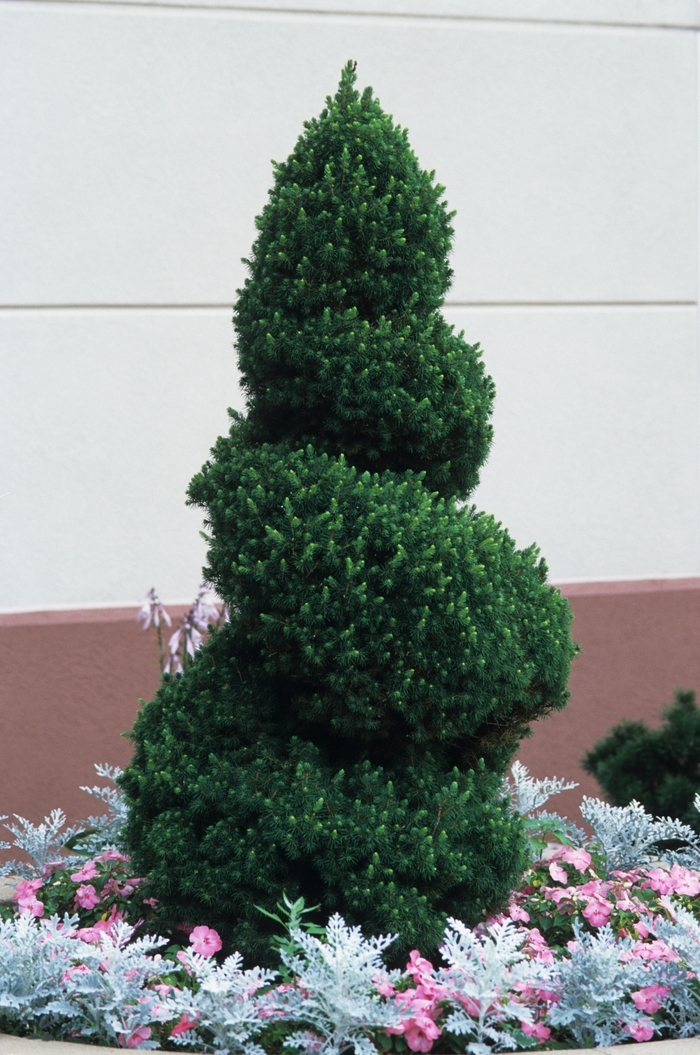 WHITE SPRUCE 'Conica' - Picea glauca 'Conica' from Agway of Cape Cod