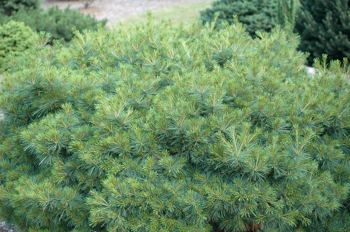 WHITE PINE 'Soft Touch' - Pinus strobus from Agway of Cape Cod