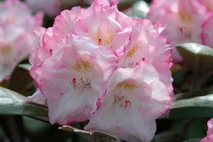 RHODODENDRON 'Ken Janeck' - Rhododendron yakushimanum from Agway of Cape Cod