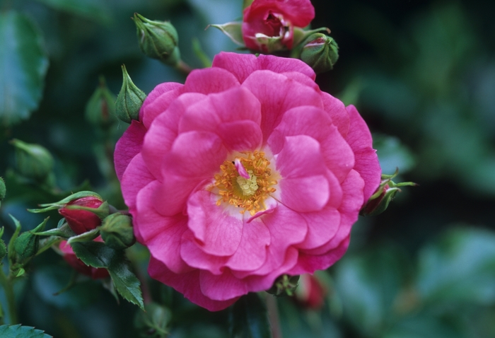 ROSE 'Flower Carpet Pink' - Rosa x from Agway of Cape Cod