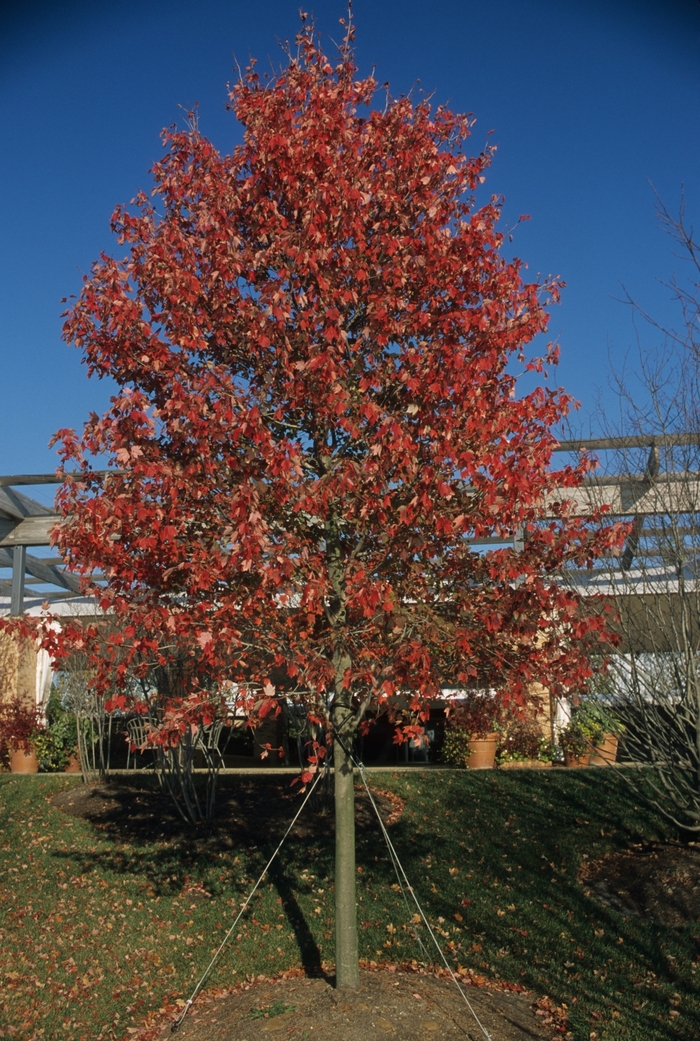 RED MAPLE 'Red Sunset' - Acer rubrum 'Franksred' from Agway of Cape Cod
