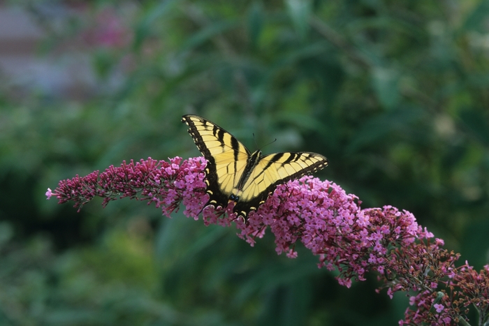 'Pink Delight' Butterfly Bush - Buddleia davidii 'Pink Delight