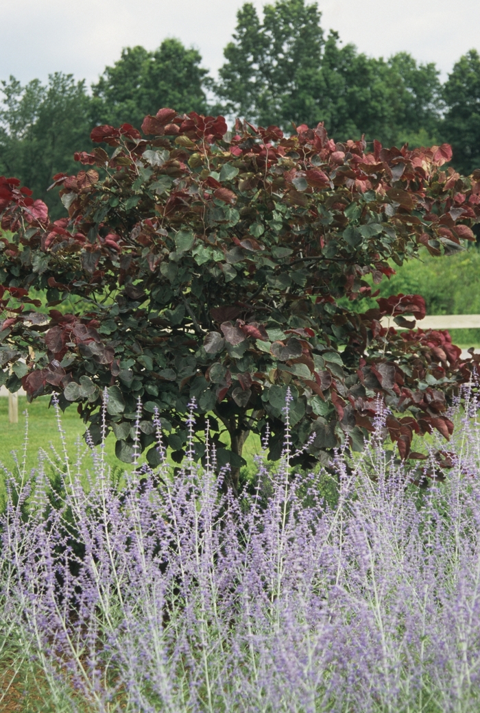 REDBUD 'Forest Pansy' - Cercis canadensis from Agway of Cape Cod