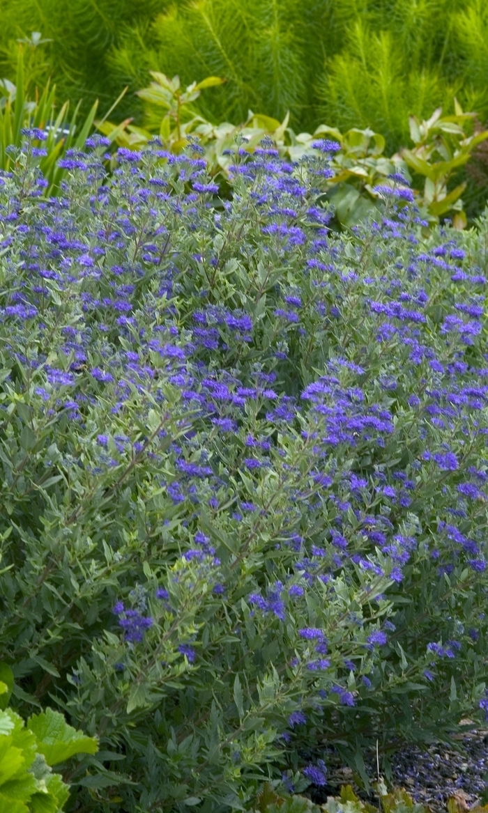 SPIREA 'First Choice Blue Mist' - Caryopteris x clandonensis from Agway of Cape Cod