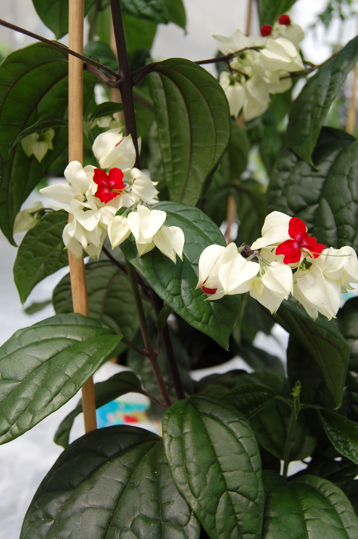 CLERODENDRUM 'Bleeding Heart' - Clerodendrum thomsoniae from Agway of Cape Cod