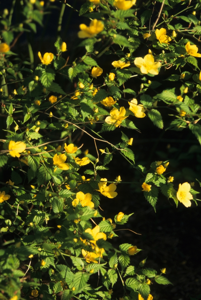 JAPANESE KERRIA - Kerria japonica from Agway of Cape Cod