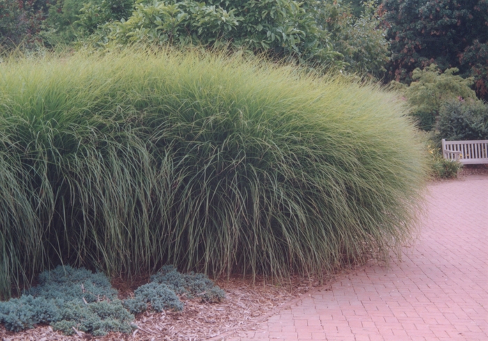 SILVER GRASS 'Garcillimus' - Miscanthus sinensis from Agway of Cape Cod
