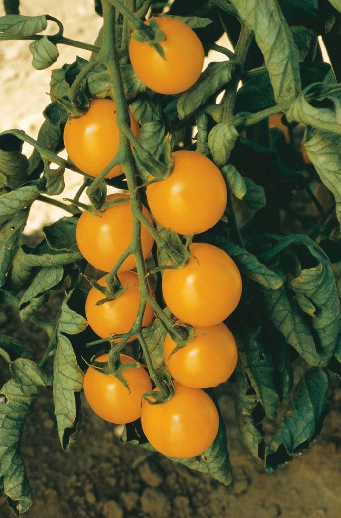 Sun Gold Cherry Tomato - Cherry Tomato from Agway of Cape Cod