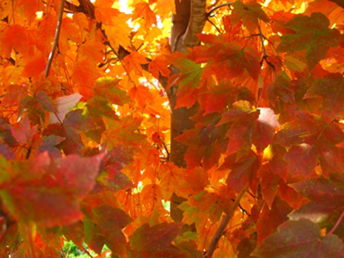 MAPLE 'October Glory' - Acer rubrum from Agway of Cape Cod