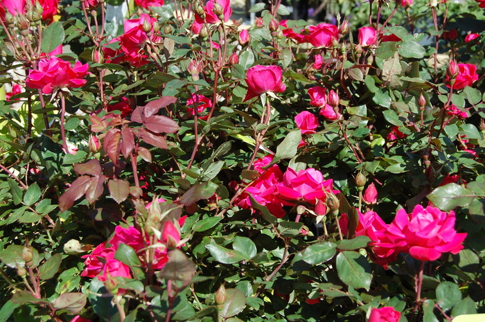 Pink Double Knock Out® - Rosa 'Radtkopink' PP18507, CPBR 3757 from Agway of Cape Cod