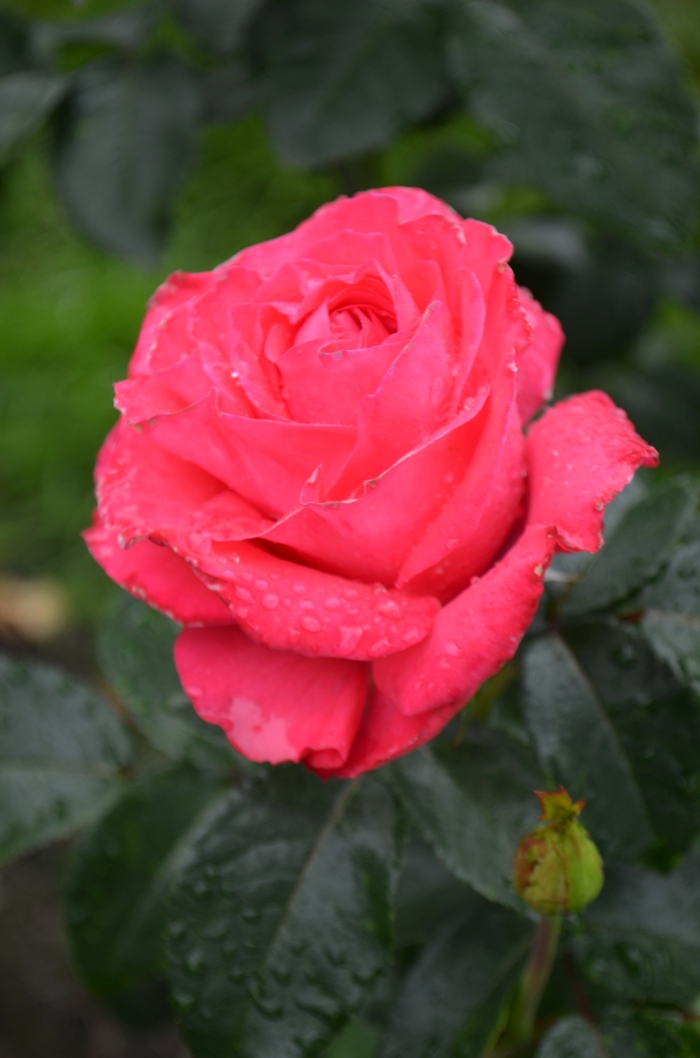 Eleganza® Fiji™ Rose - Rosa 'KORladcher' PP26171 from Agway of Cape Cod