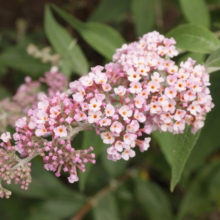 InSpired Pink® - Buddleia x from Agway of Cape Cod
