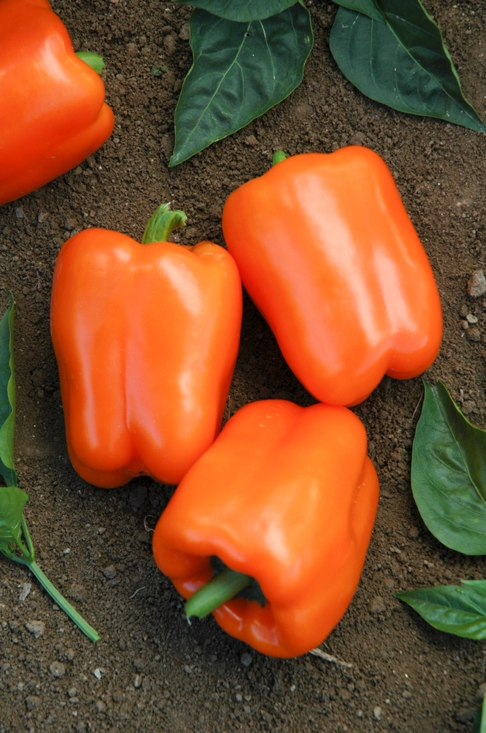 Orange Blaze Sweet Pepper - Capsicum annuum 'Orange Blaze' (Sweet Pepper) from Agway of Cape Cod