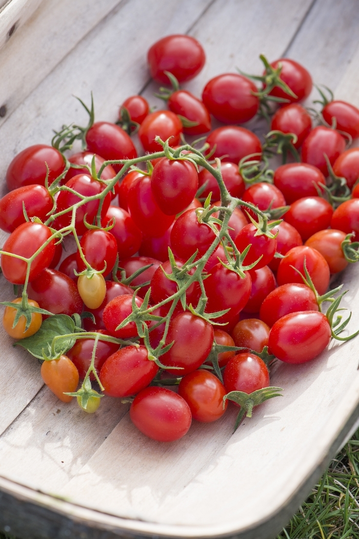 Red Grape Tomato - Grape Tomato from Agway of Cape Cod