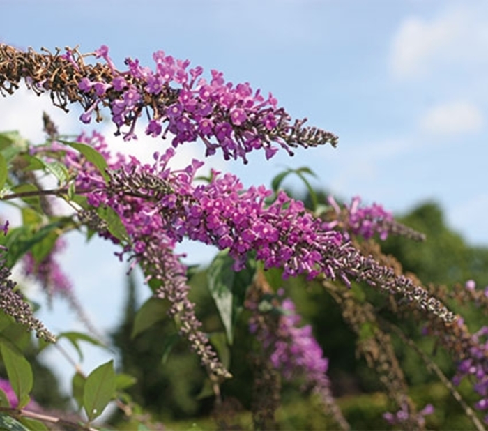 InSpired Violet® - Buddleia x from Agway of Cape Cod