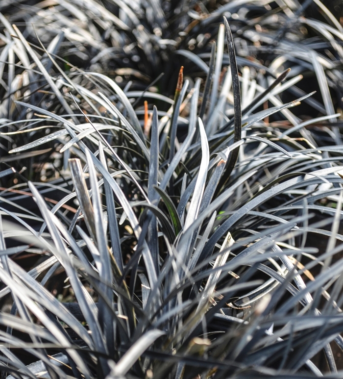 BLACK MONDO GRASS - Ophiopogon planiscapus 'Nigrescens' from Agway of Cape Cod