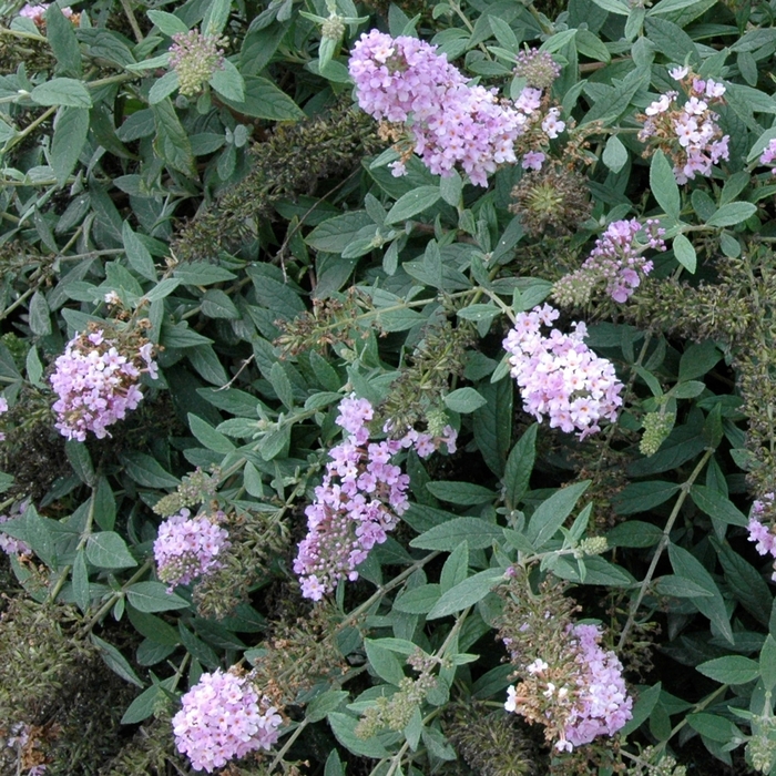 Lo & Behold® 'Lilac Chip' - Buddleia x from Agway of Cape Cod