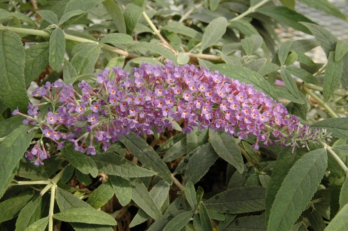 Lo & Behold® Purple Haze - Buddleia x from Agway of Cape Cod