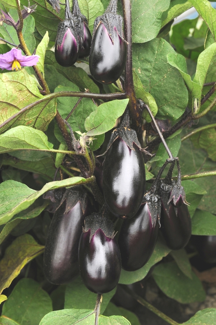 Patio Baby Eggplant - Solanum melongena 'Patio Baby' (Eggplant) from Agway of Cape Cod