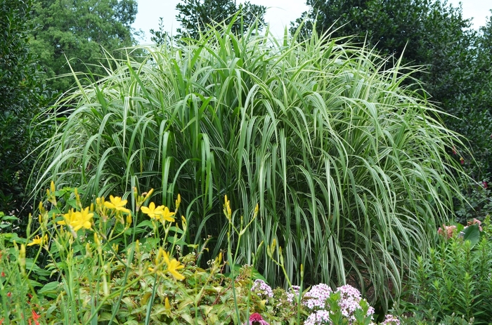 MAIDEN GRASS 'Cosmopolitan' - Miscanthus sinensis from Agway of Cape Cod