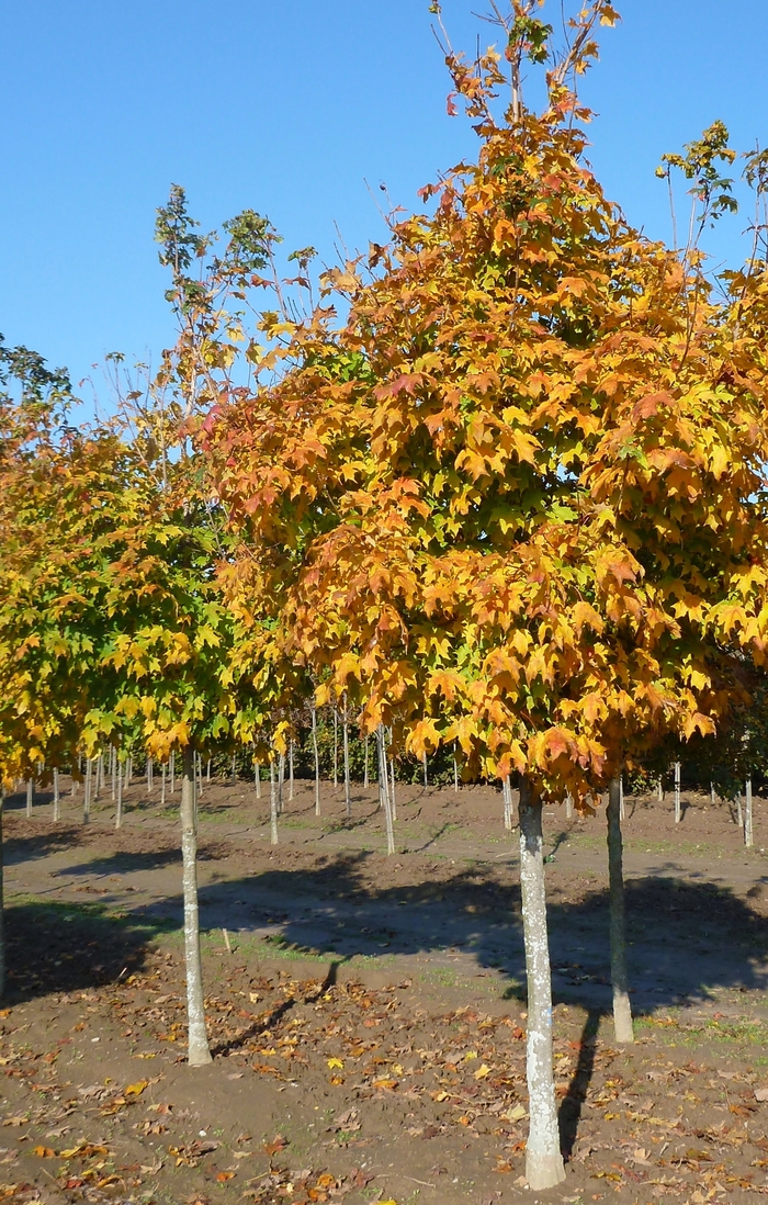 SUGAR MAPLE 'Green Mountain' - Acer saccharum from Agway of Cape Cod