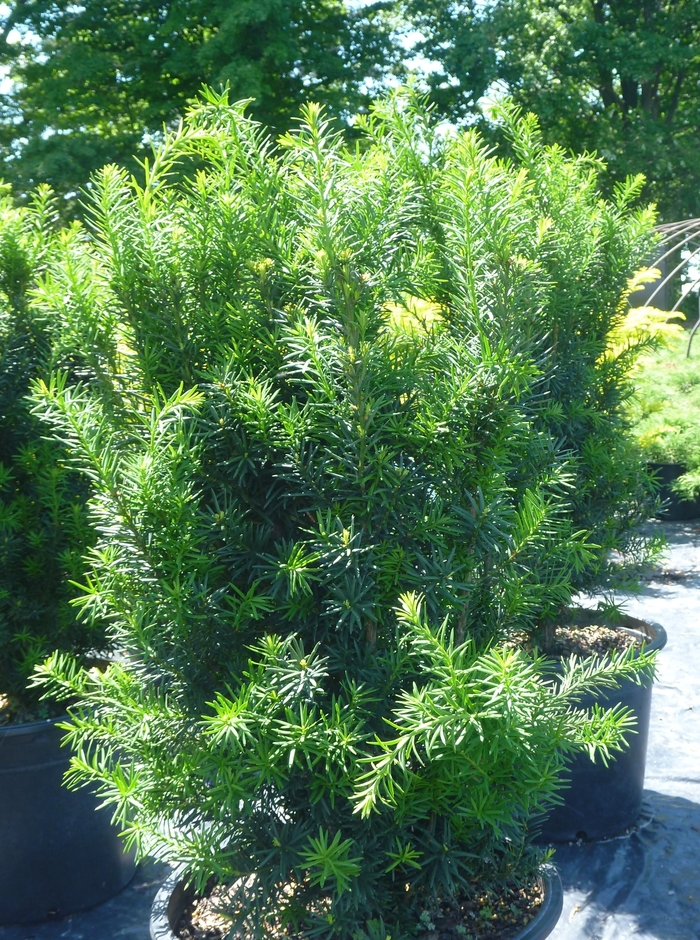 YEW 'Hicksii' - Taxus x media from Agway of Cape Cod