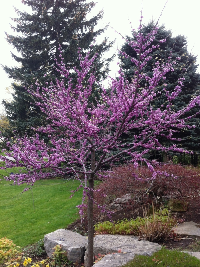 EASTERN REDBUD - Cercis canadensis from Agway of Cape Cod