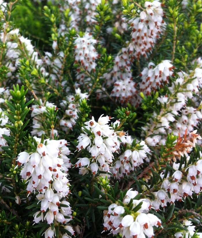 Springwood White Heath - Erica carnea 'Springwood White' from Agway of Cape Cod