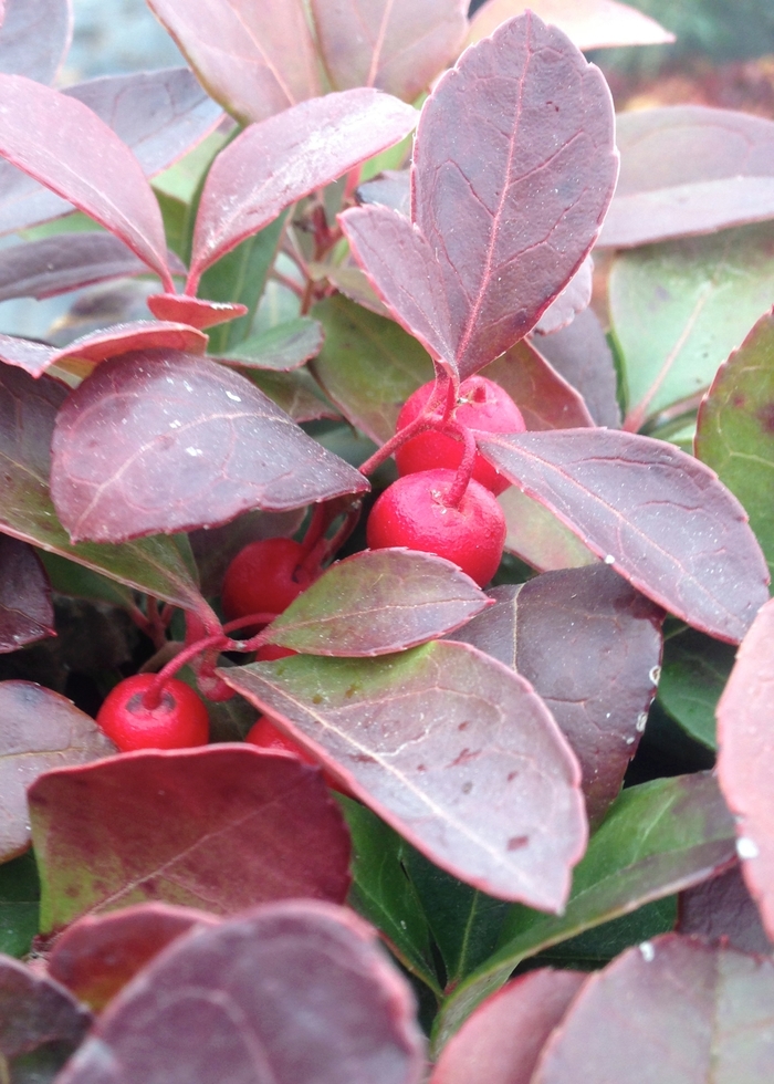 WINTERGREEN - Gaultheria procumbens from Agway of Cape Cod