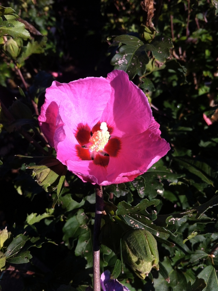 ROSE OF SHARON 'Aphrodite' - Hibiscus syriacus from Agway of Cape Cod