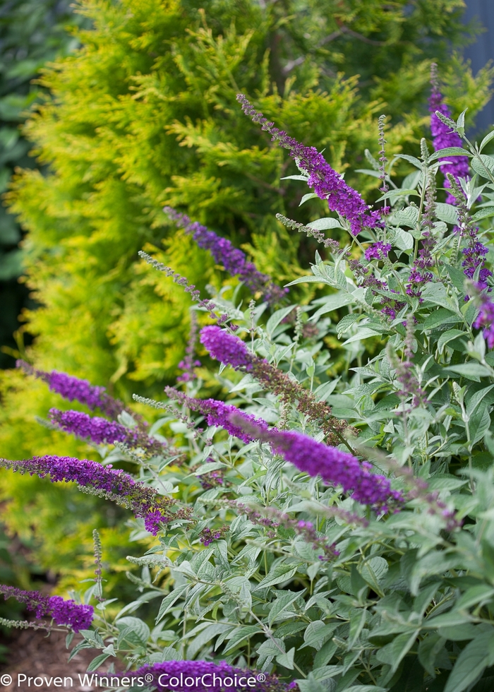 'Miss Violet' - Buddleia davidii from Agway of Cape Cod