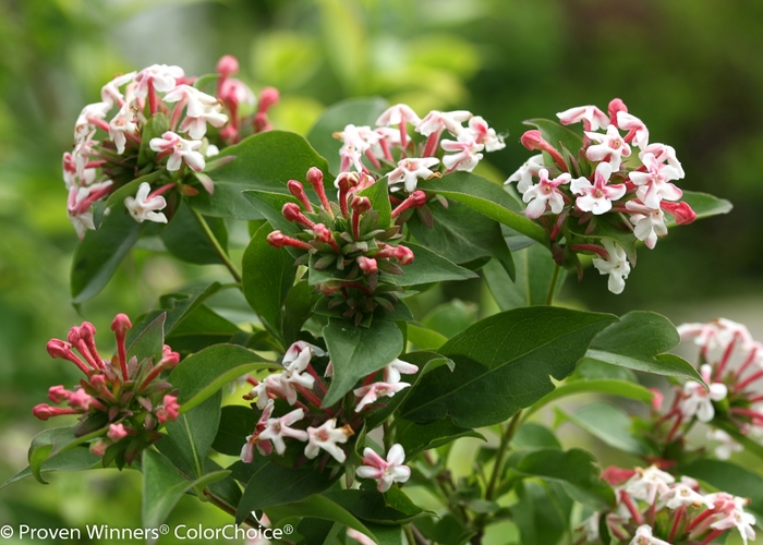 Color Choice® Sweet Emotion® - Abelia mosanensis 'SMNAMDS' PP27370 CPBR5937 from Agway of Cape Cod
