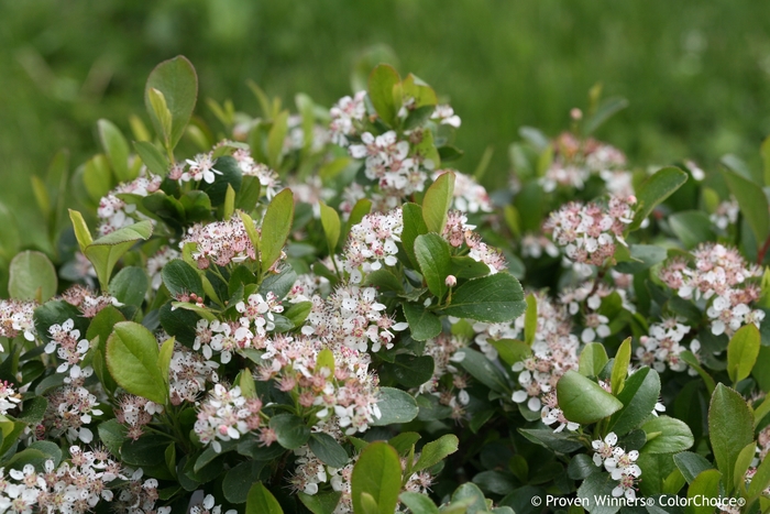 Low Scape Mound® - Aronia melanocarpa 'UCONNAM165' PP28789 CBRAF from Agway of Cape Cod