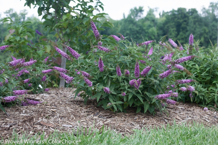 Lo & Behold® 'Pink Micro Chip' - Buddleia x from Agway of Cape Cod