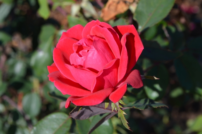 Double Red Knock Out® - Rosa 'Radtko' PP16202, CPBR 3104 from Agway of Cape Cod