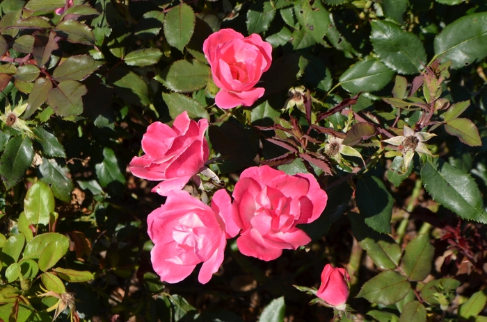 Pink Knock Out® - Rosa 'Radcon' from Agway of Cape Cod