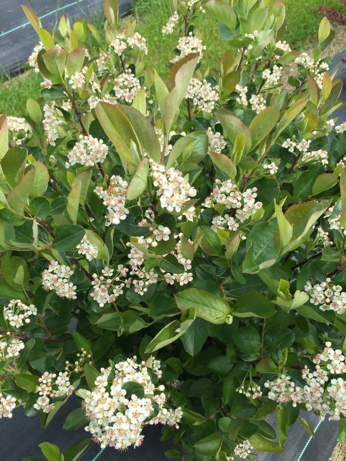 Low Scape® Hedger - Aronia melanocarpa from Agway of Cape Cod