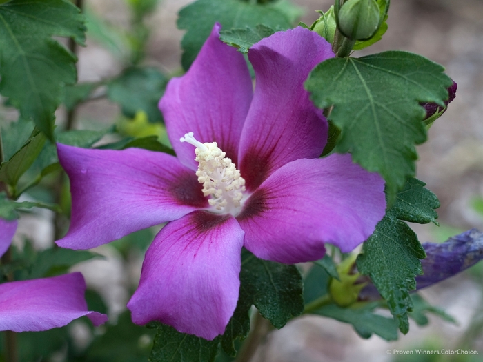 Purple Satin® - Hibiscus syriacus from Agway of Cape Cod