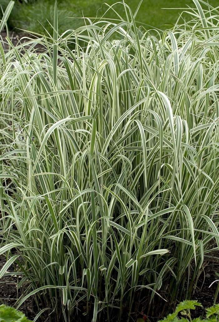  SILVER GRASS 'Variegated' - Miscanthus sinensis 'Variegatus' from Agway of Cape Cod