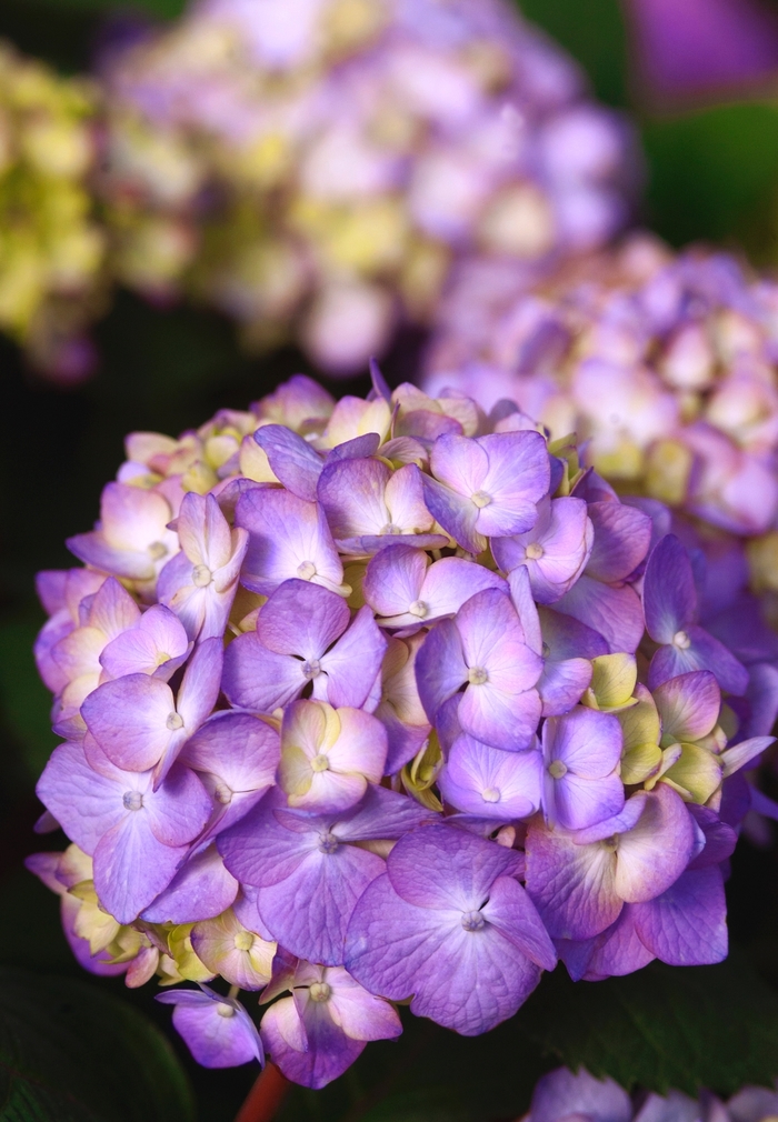 BloomStruck® - Hydrangea macrophylla from Agway of Cape Cod