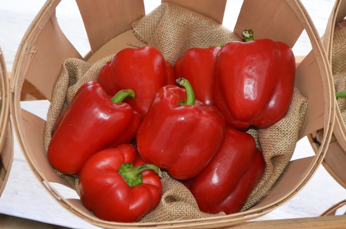 Red Bell Pepper - Capsicum annuum (Red Bell Pepper) from Agway of Cape Cod
