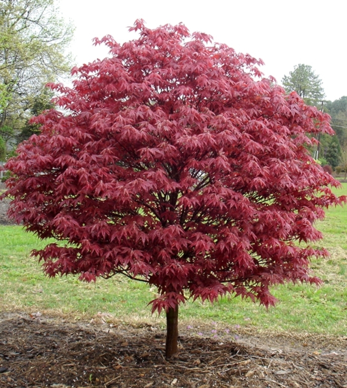 Japanese Maple - Acer palmatum 'Rhode Island Red' from Agway of Cape Cod