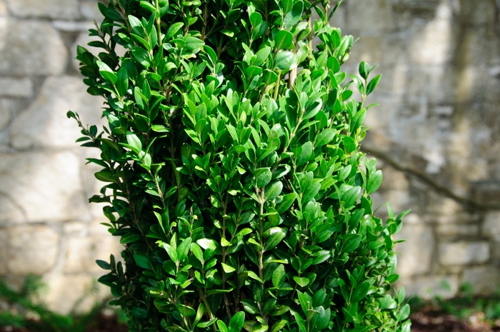BOXWOOD 'Graham Blandy' - Buxus sempervirens from Agway of Cape Cod