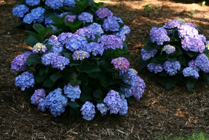 Let's Dance® Blue Jangles® - Hydrangea macrophylla from Agway of Cape Cod