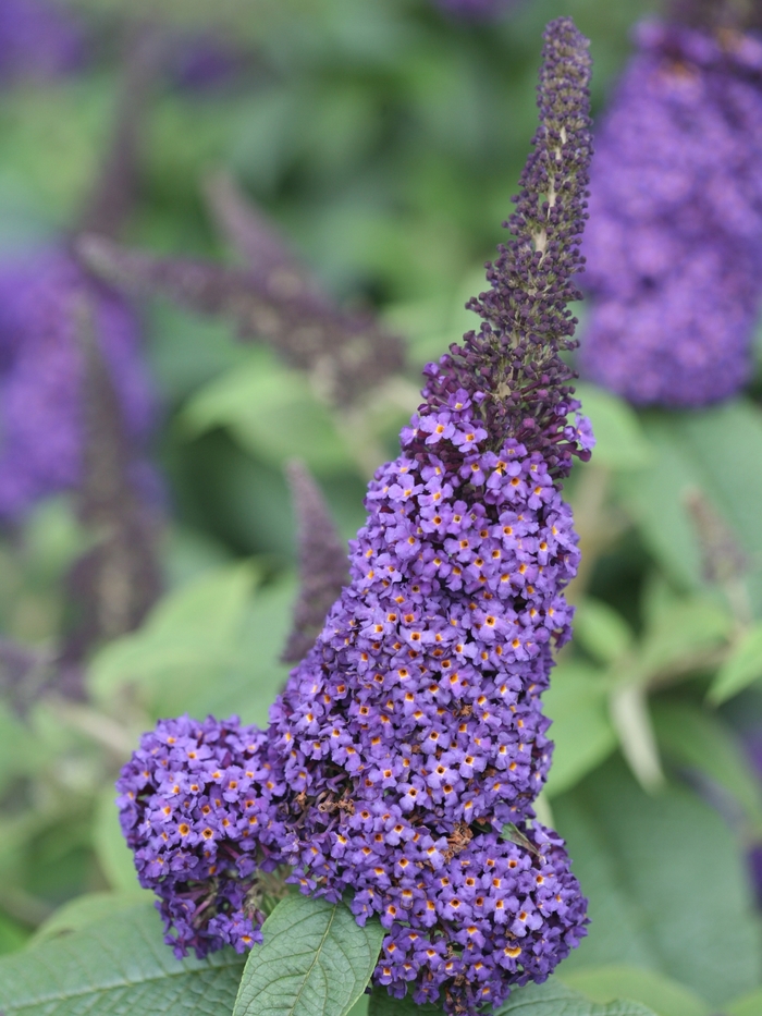 Pugster Blue® - Buddleia x (Butterfly Bush) from Agway of Cape Cod