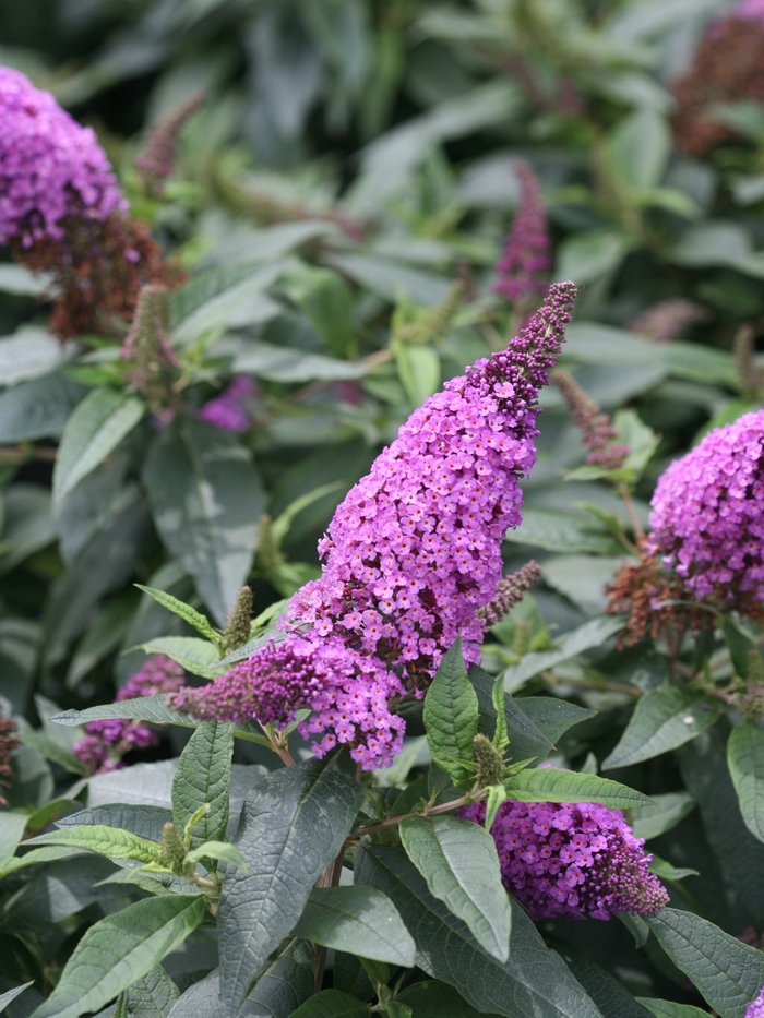 Pugster Periwinkle® - Buddleia x from Agway of Cape Cod