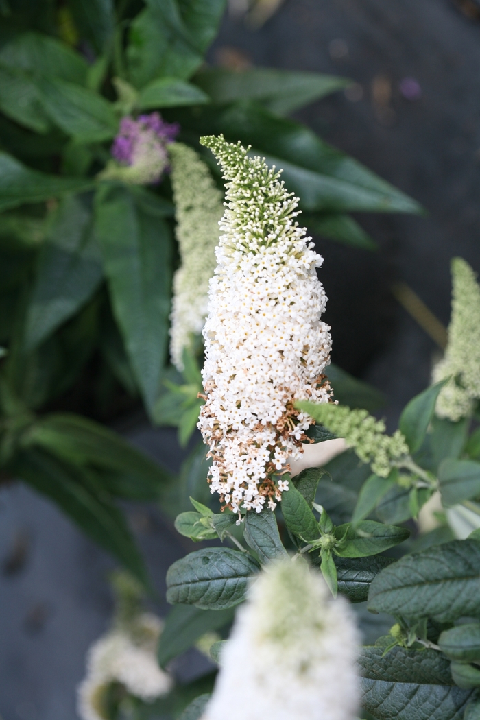 Pugster White® - Buddleia x from Agway of Cape Cod