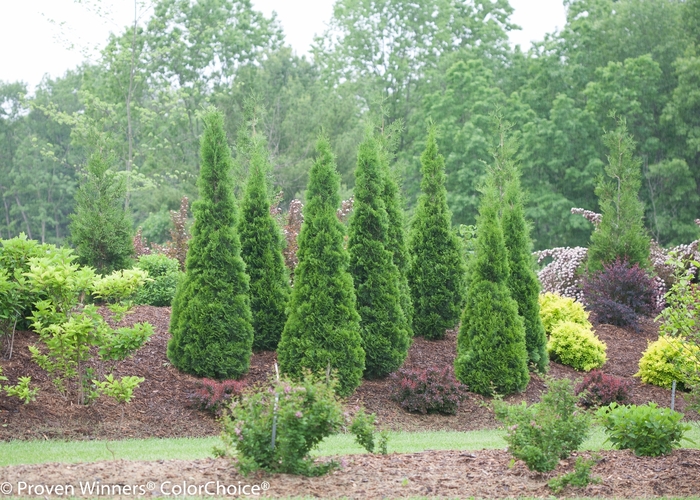 North Pole® - Thuja occidentalis from Agway of Cape Cod