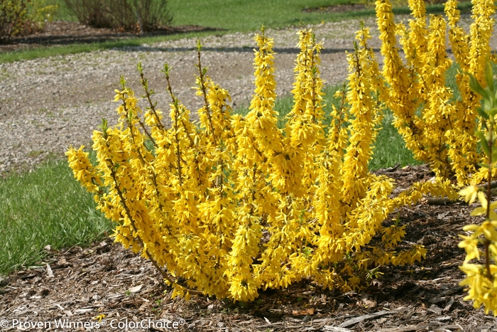 Show Off® Sugar Baby® - Forsythia x from Agway of Cape Cod
